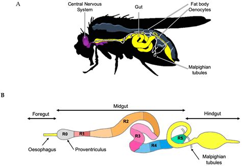 Drosophila Anatomy - Anatomy Reading Source