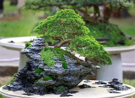 Plantation of Bonsai in Rock MacroBonsai | Olivos Centenarios