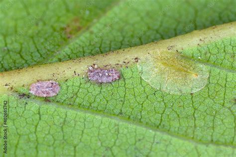 Macrophotography of Diaspididae insects on leaf vessel. Armored scale insects at home plants ...