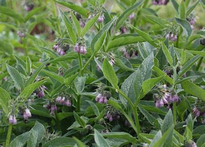 Russian Comfrey: Bocking 14. Living roots. Organic.