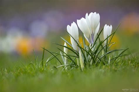 white crocus - White crocus at the botanical garden. In the background ...