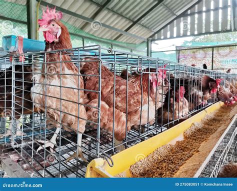 Laying Hens in a Cage while Eating Stock Image - Image of hens, chick ...