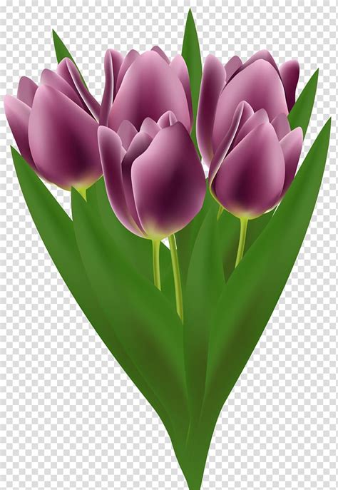 Purple tulip flower bouquet illustration, Flower bouquet Tulip , Tulips ...