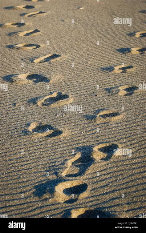 Footprints in the sand at sunset Stock Photo - Alamy