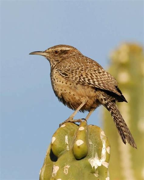 State bird of Arizona - Cactus Wren | Cactus wren, Arizona cactus ...