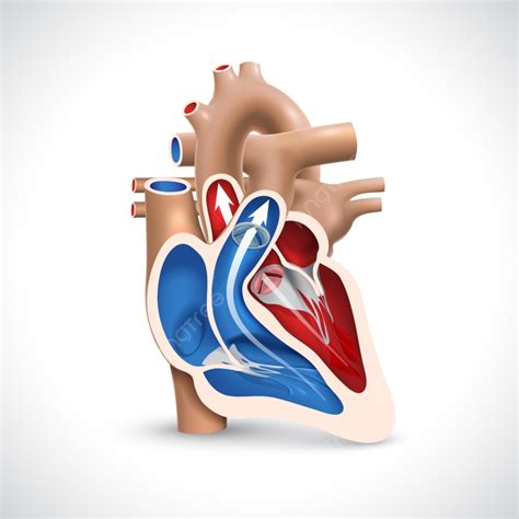 Veins Arteries Vector Design Images, Cross Section Of The Human Heart ...