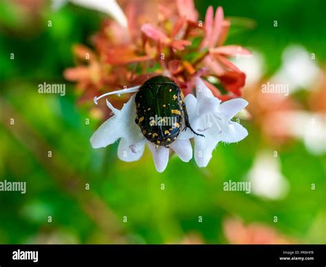 A small Japanese chafer beetle feeds from small white flowers in a small park in central ...