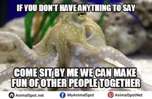 Octopus Memes