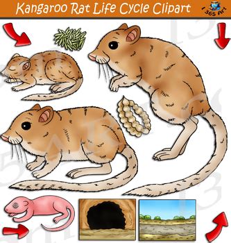 Kangaroo Rat Life Cycle Clipart by I 365 Art - Clipart 4 School | TPT