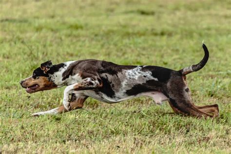 Catahoula leopard dog: Dog breed characteristics & care