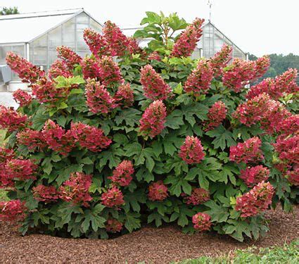 Oakleaf Hydrangea 'Ruby Slippers' - Lauren's Garden Service