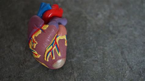 Researchers are upbeat about cardiac regeneration