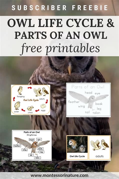 Discover the Fascinating World of Owls: Printable Resources for Kids on Owl Life Cycles, Anatomy ...