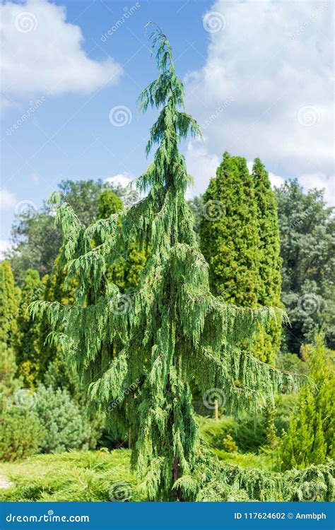 Evergreen Tree of Genus Junipers in Park Stock Photo - Image of herbal ...