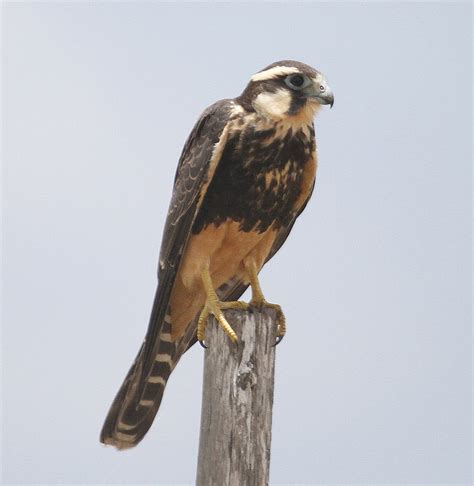 Aplomado Falcon | BirdNote