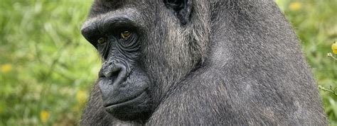 What is a Gorilla, How do gorillas look, Gorilla Scientific Classification