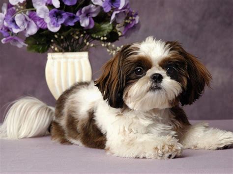 Shih Tzu Wallpapers - Top Free Shih Tzu Backgrounds - WallpaperAccess