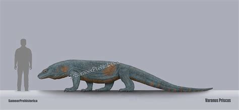 Megalania Size by SameerPrehistorica on DeviantArt