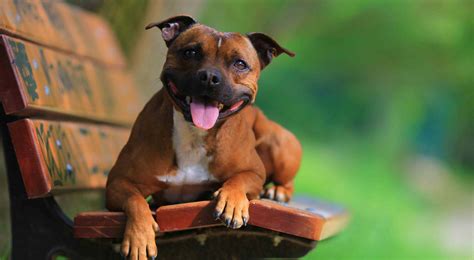 Staffordshire Bull Terrier Dog Breed Profile – Top Dog Tips