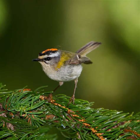 All about the Firecrest - GardenBird