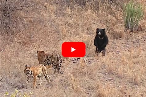 Sloth Bear Faces Off with Two Curious Tigers in National Park in India - Wide Open Spaces