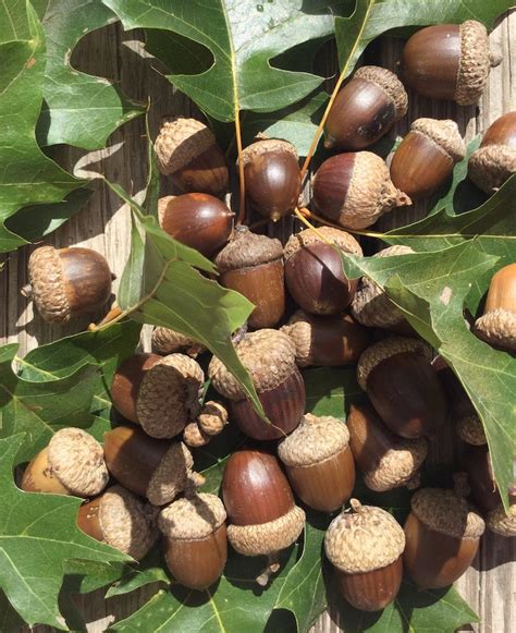 BULK Acorns Oak Tree Acorns Jar Fillers Craft Supplies | Etsy