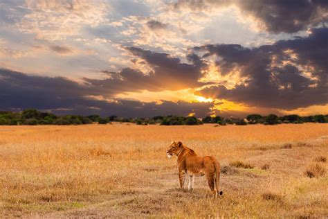 African Grasslands Animals