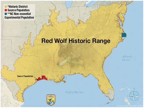 The Collapse of Wild Red Wolves Is a Warning That Should Worry Us All | The Nation