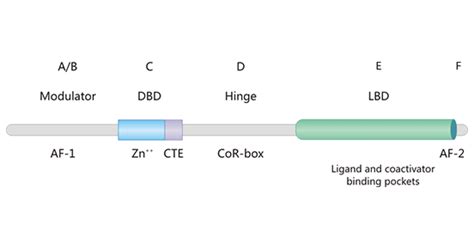 Nuclear Hormone Receptors- CUSABIO