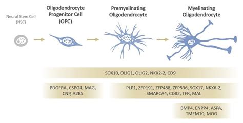 A Guide to Oligodendrocyte Markers | Biocompare: The Buyer's Guide for ...