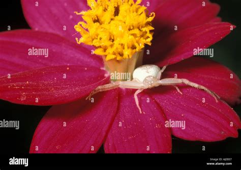 Flower crab spider Stock Photo - Alamy