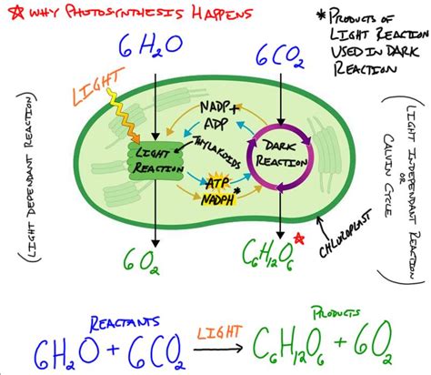 #BioDub - Labelled Chloroplast Diagram - MrDubuque.com