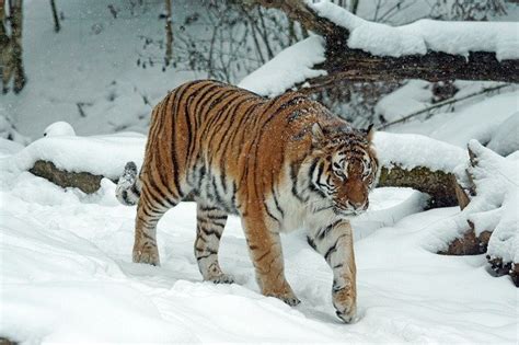 Mengenal Harimau Siberia, Kucing Terbesar di Dunia - satwa.foresteract.com