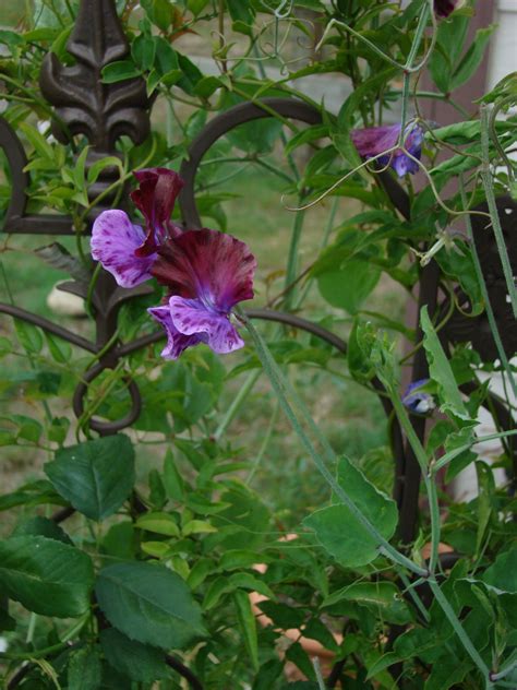 Sweet pea on trellis Pea Trellis, Trellis Plants, Wicken, Formal Garden, Meet Locals, Posy ...