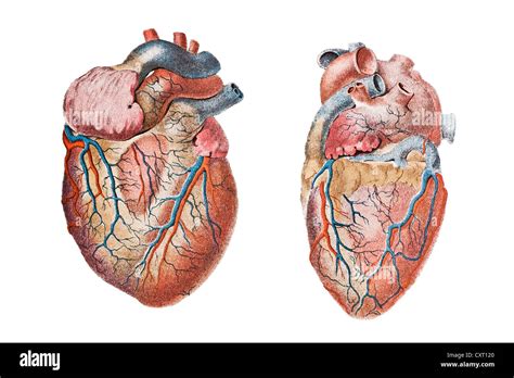 Heart Sketch Anatomy