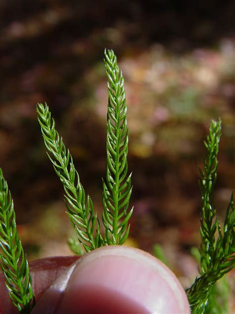 Dendrolycopodium hickeyi (Hickey's tree-clubmoss): Go Botany