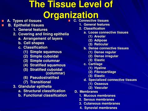 PPT - The Tissue Level of Organization PowerPoint Presentation, free ...