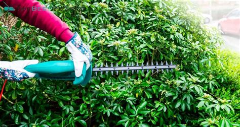 The Best Corded Hedge Trimmer - 2024 Guide