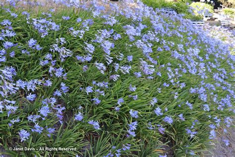 Agapanthus ‘Streamline’-Dunedin Botanic Garden | Janet Davis Explores Colour