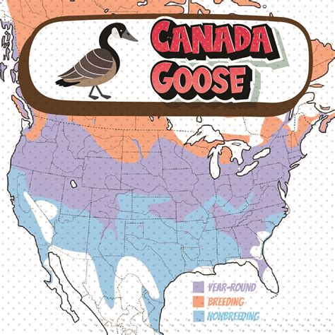 Canadian Geese Migration - Bird Watching Academy