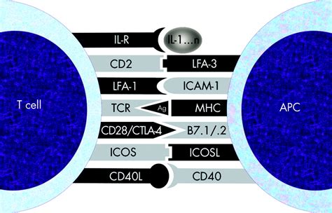 The CD40/CD40L costimulatory pathway in inflammatory bowel disease | Gut