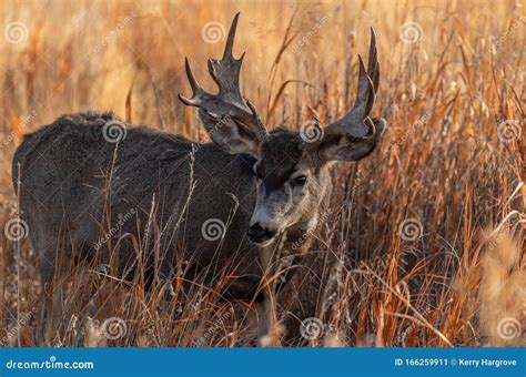 A Large Mule Deer Buck with Palmated Antlers Stock Image - Image of ...