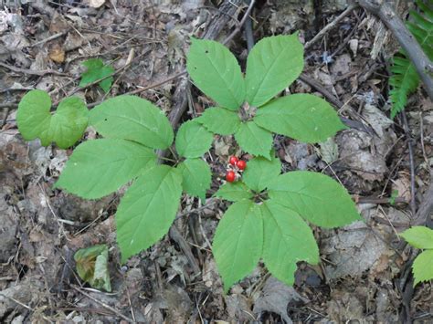 Virginia creeper and ginseng | Identify that Plant