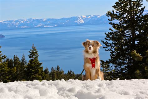 Laika and Lake Tahoe | Nevada | Photo taken on our quick wee… | Flickr