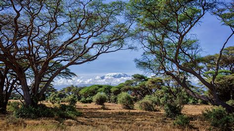 A snow-covered Mount Kilimanjaro as seen through acacia trees, Amboseli National Park, Kenya ...