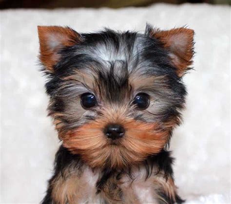 Everything You Need to Know About the Teacup Yorkie - Animalso