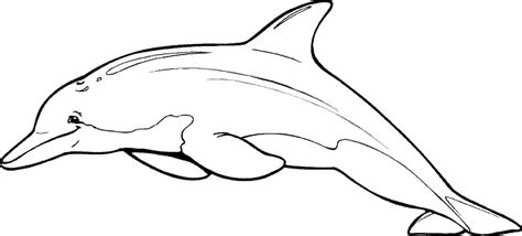 Free Printable Pictures Of Dolphins, Download Free Printable Pictures ...