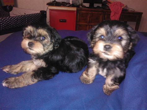 Corkie Puppies! | Corkie, Puppies, Yorkie