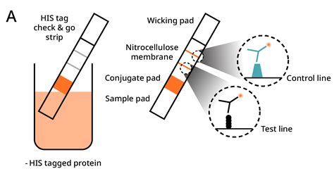 His-tag production and purification| Abcam