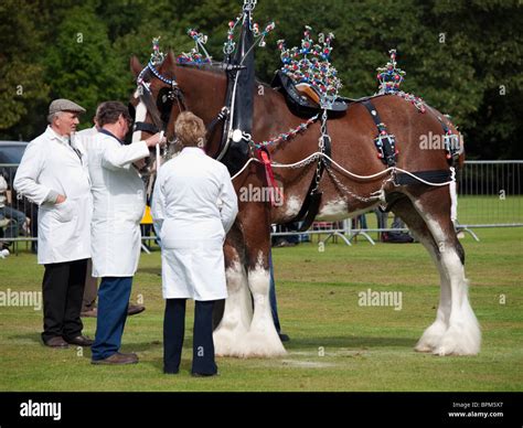 Clydesdale Horse with Harness Stock Photo: 31176495 - Alamy